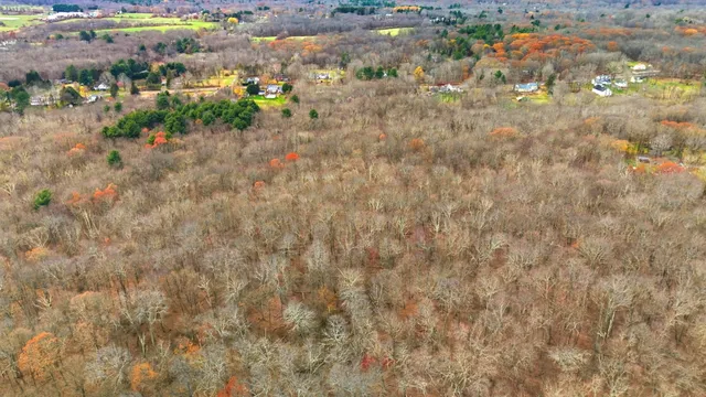 a view of flowers in a yard
