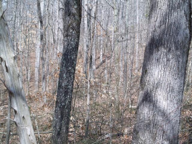 0 County Line Road North Burns, TN 37029 - Photo 8 of 9 Gallery Image 8