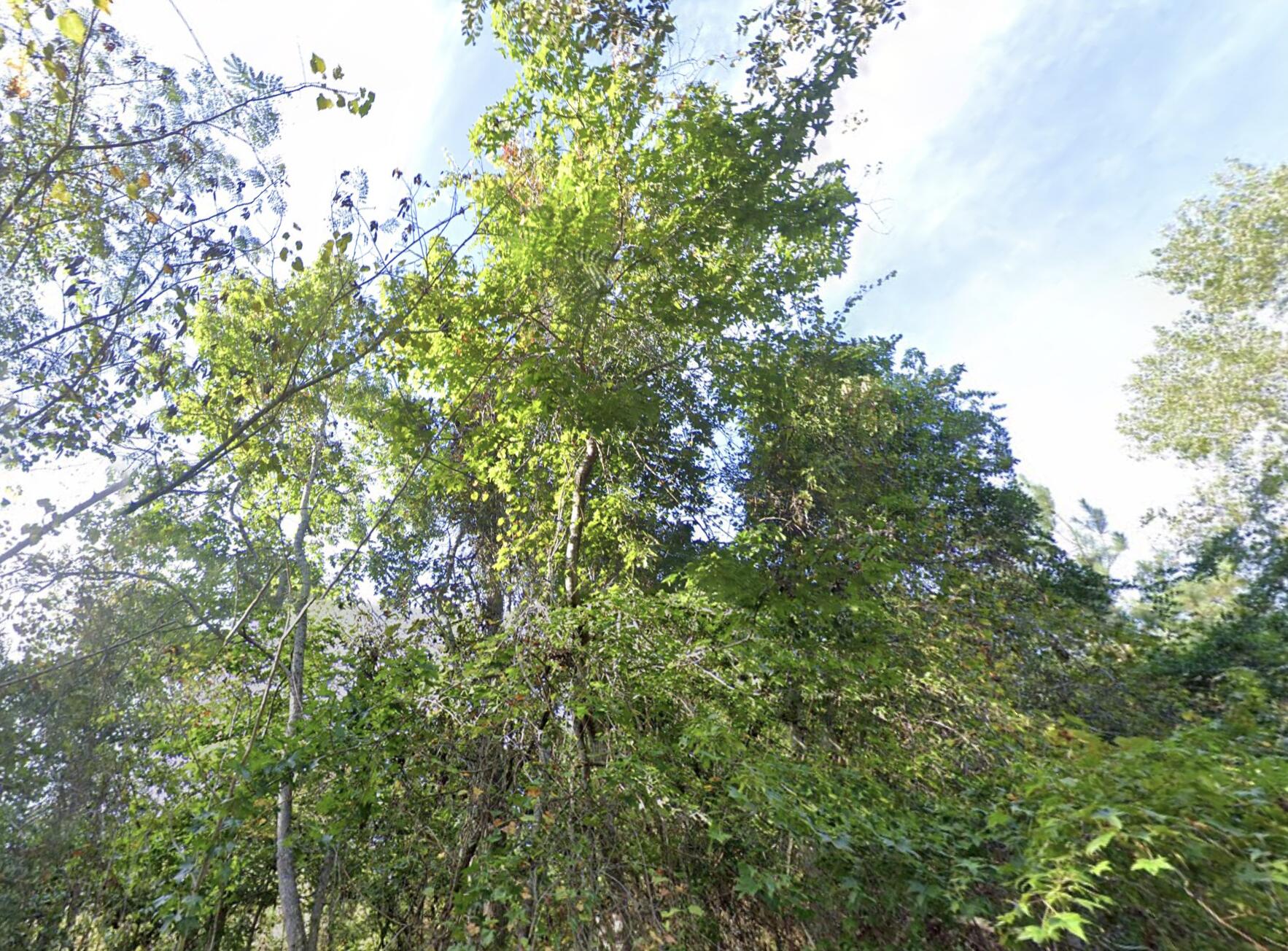 8448 Old Georgetown Road McClellanville, SC 29458 - Photo 4 of 7 8448 Old Georgetown Road