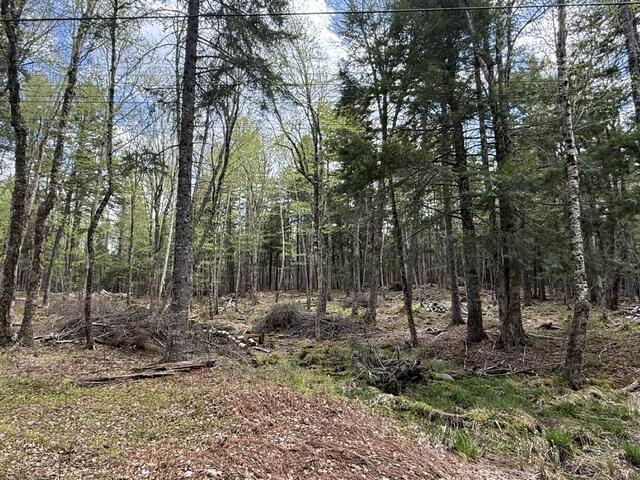 Lot12-part Indian Trail Road East Machias, ME 04630 - Photo 23 of 34 IMG_9891