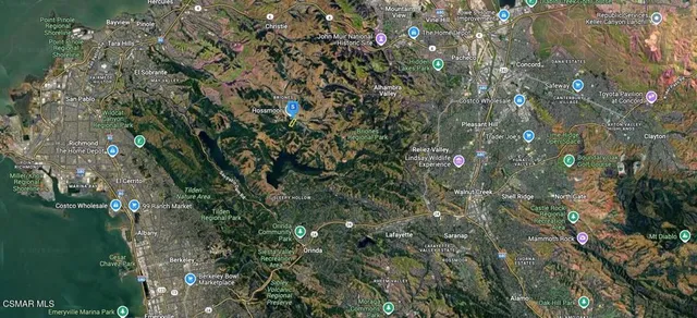 a view of a forest with a tree