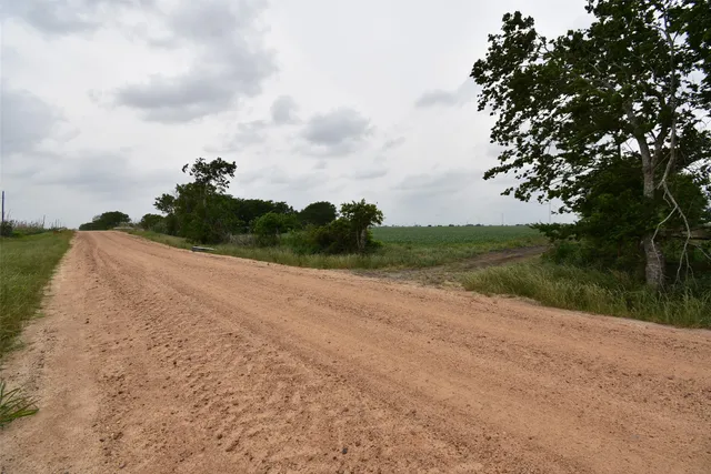 a view of a big yard with plants and large trees