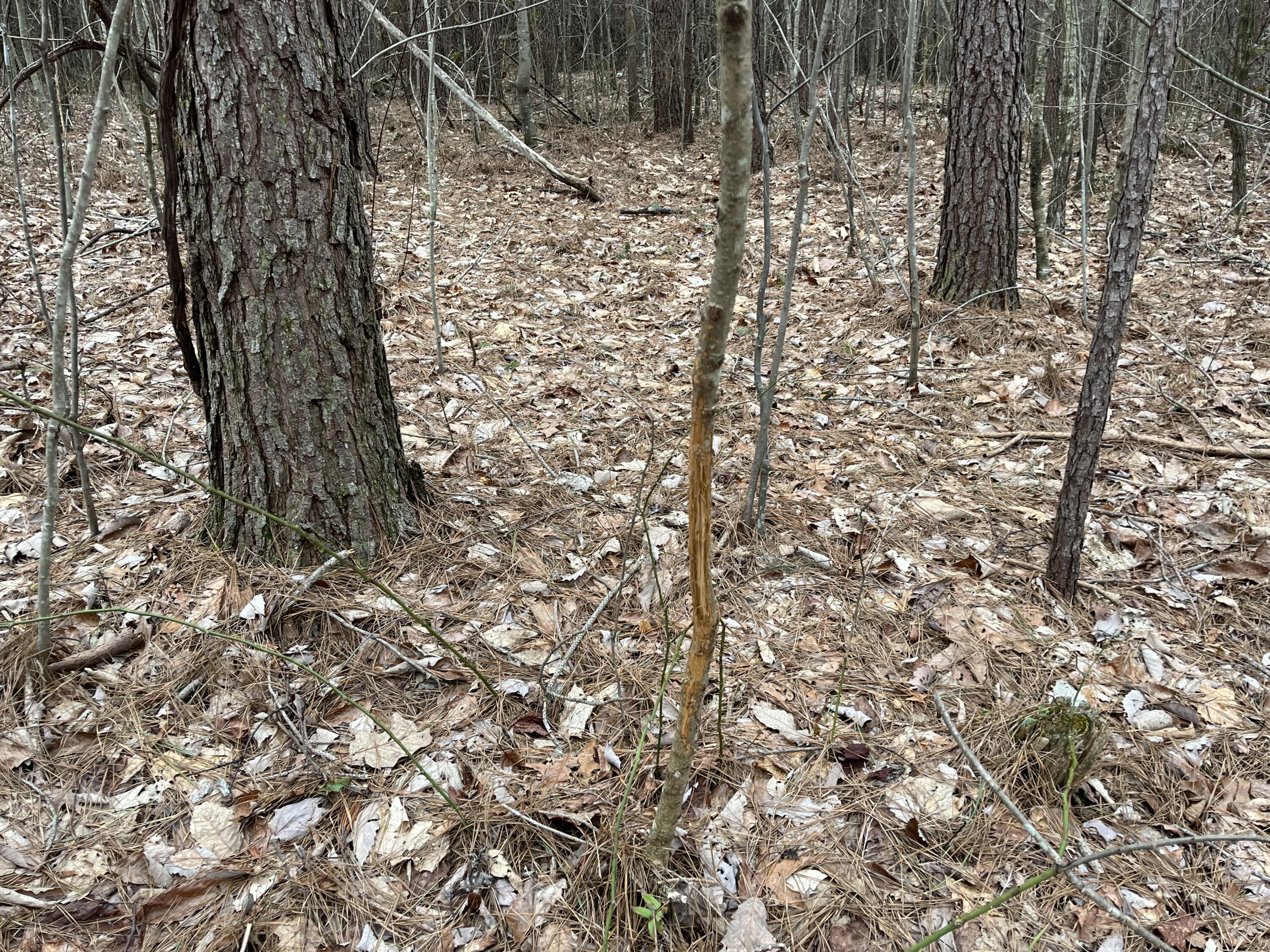 2 Coca-Cola Road Dunlap, TN 37327 - Photo 17 of 30 Photo Feb 20 2023, 12 52 26 PM