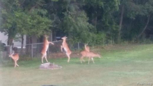 3936 Maybee Road Lake Orion, MI 48359 - Photo 31 of 32 deer1.JPG