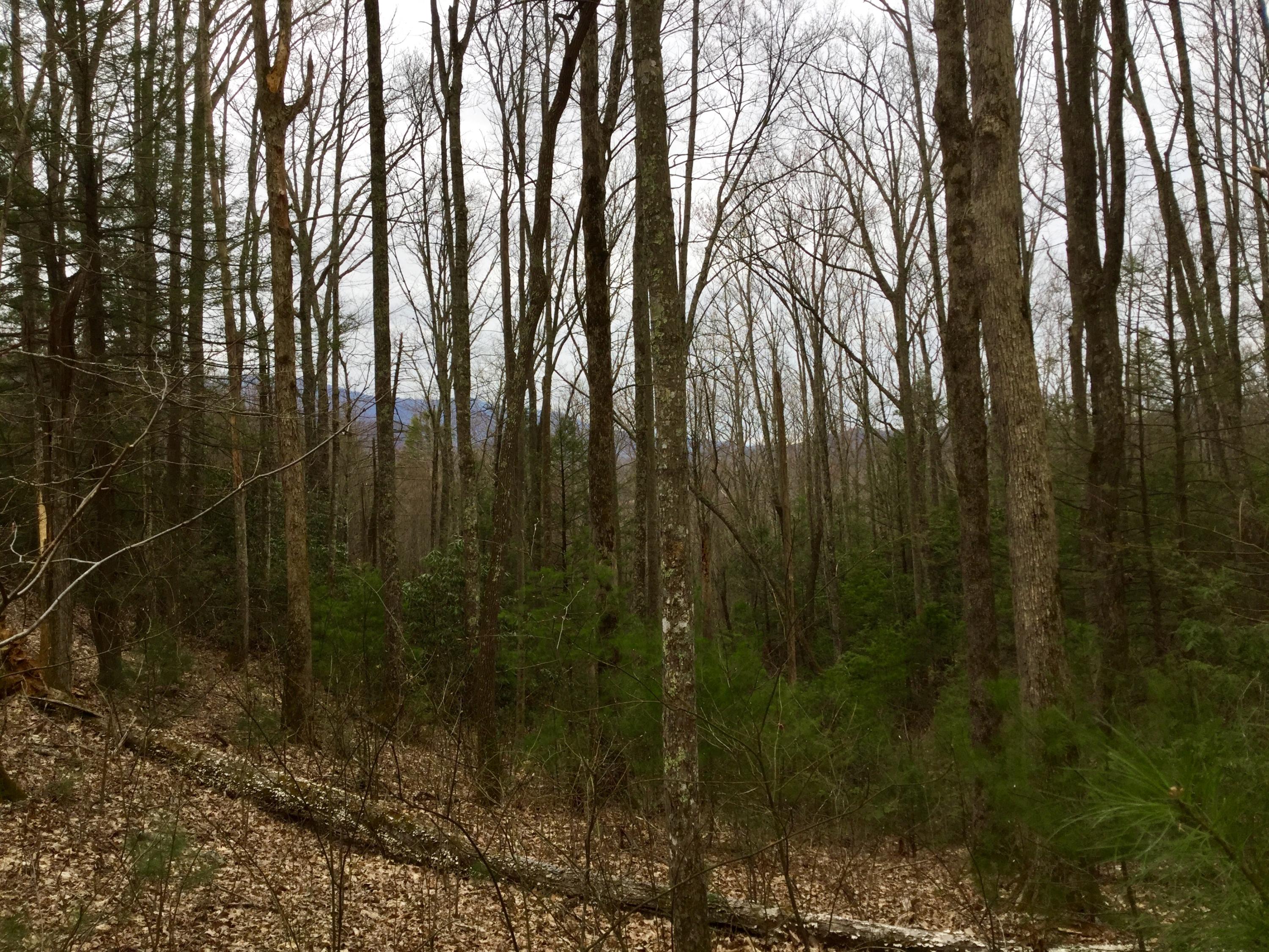 Liberty Road Cosby, TN 37722 - Photo 11 of 15 IMG_0173