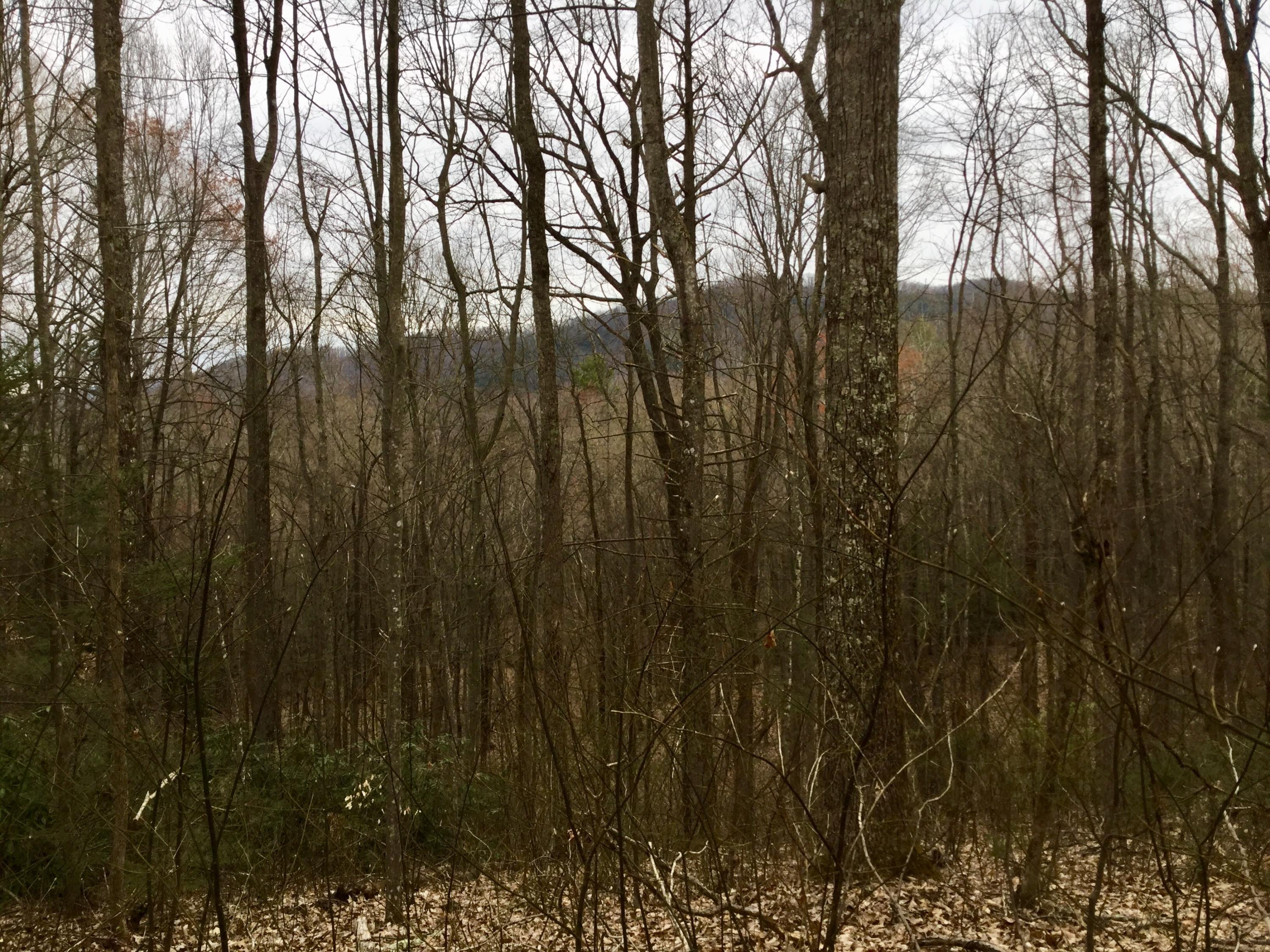 Liberty Road Cosby, TN 37722 - Photo 12 of 15 IMG_0174