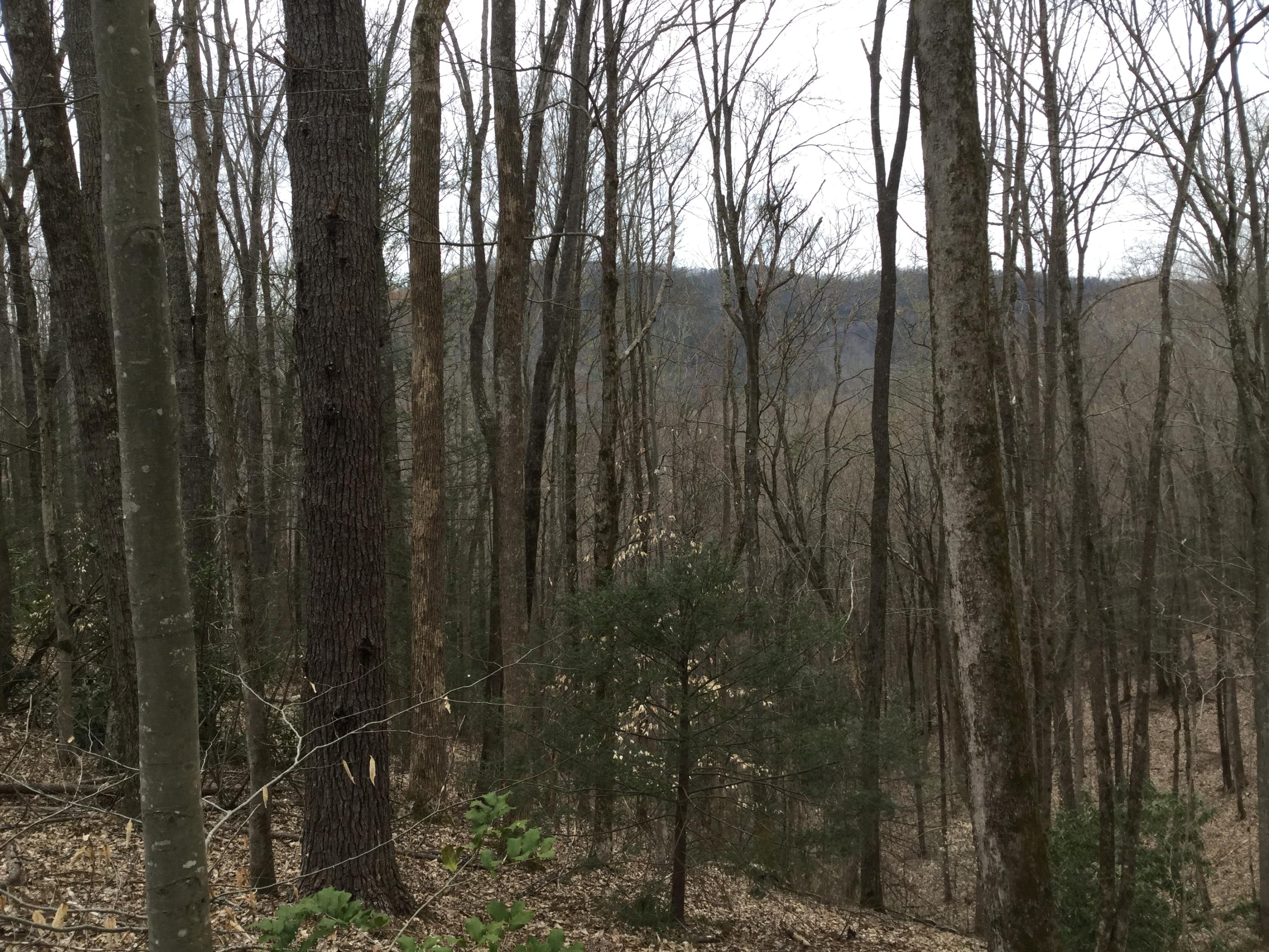 Liberty Road Cosby, TN 37722 - Photo 13 of 15 IMG_0175