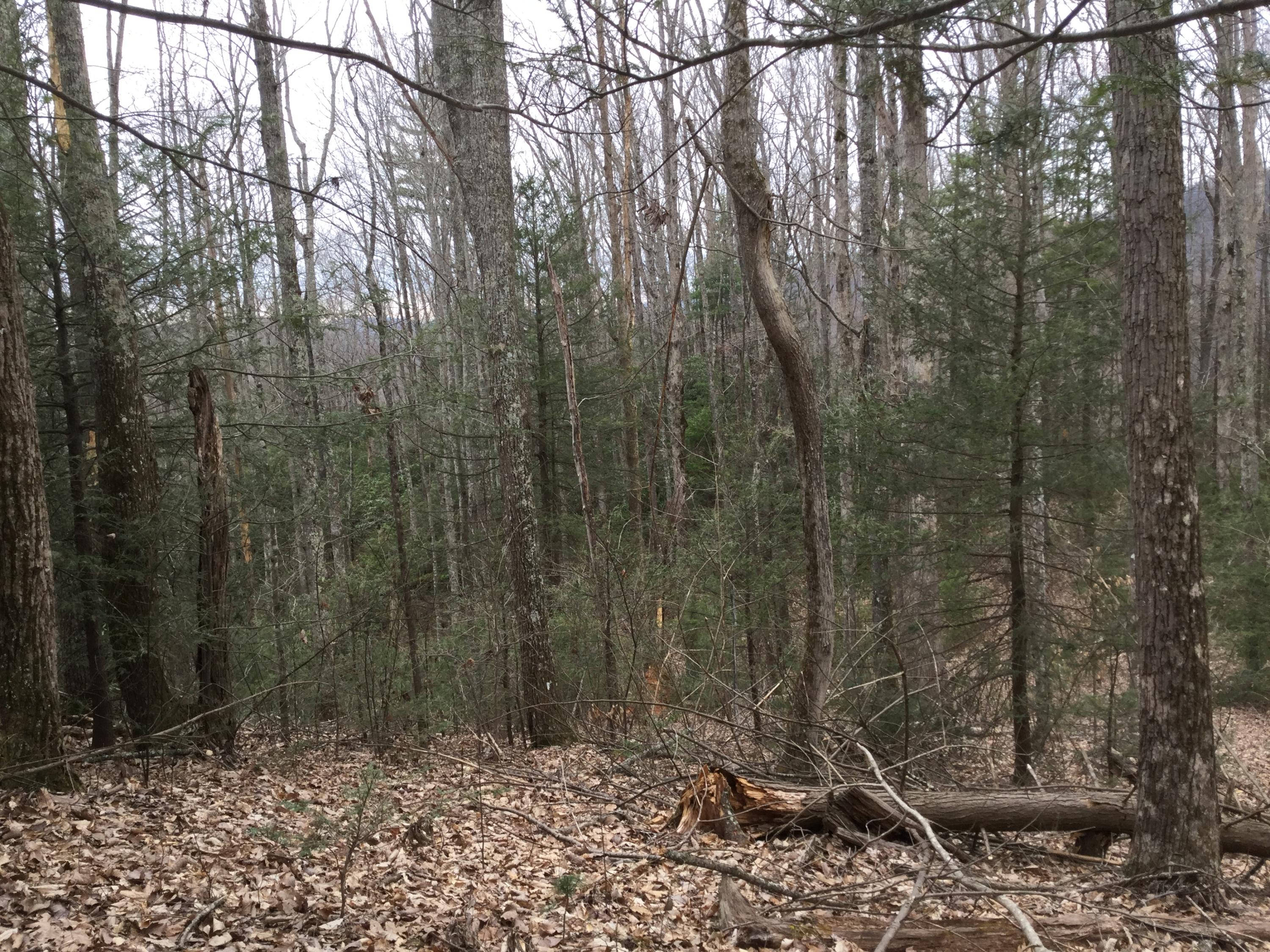 Liberty Road Cosby, TN 37722 - Photo 10 of 15 IMG_0171