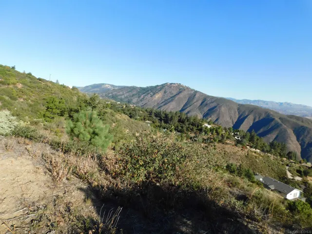 a view of a tree with a tree in the background
