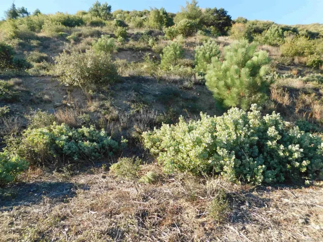 a view of a forest with a tree