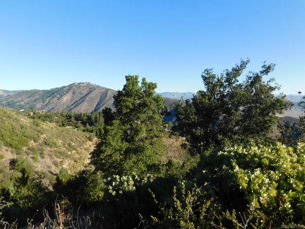 a view of a bunch of plants and trees