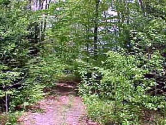 * Landry Road Dalton, NH 03598 - Photo 1 of 1
