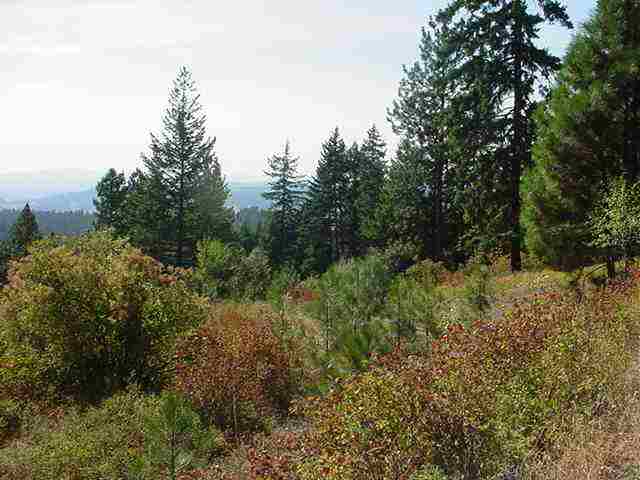 0 East Emery Road Chattaroy, WA 99003 - Photo 1 of 9