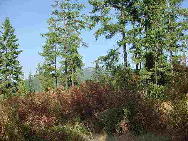 0 East Emery Road Chattaroy, WA 99003 - Photo 5 of 9