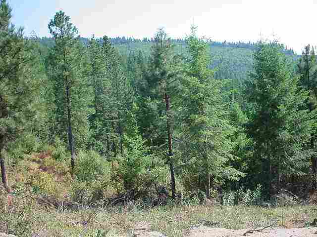 0 East Emery Road Chattaroy, WA 99003 - Photo 8 of 9