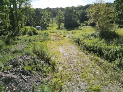 a view of a forest with a tree