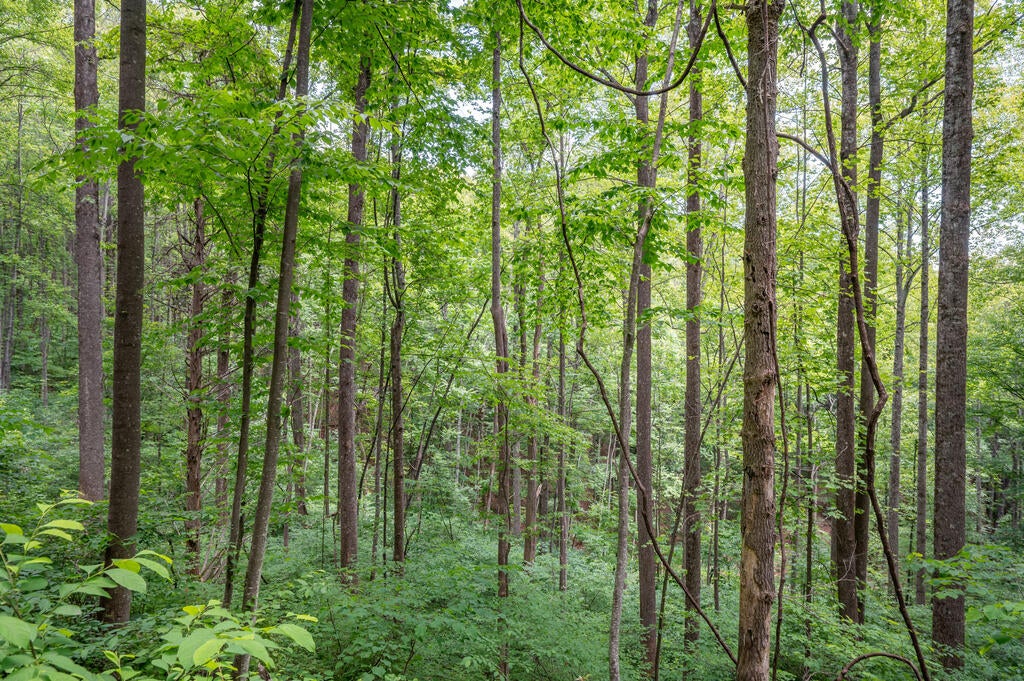 72-acres Trot Valley Road Stuart, VA 24171 - Photo 22 of 31 Gallery Image 22