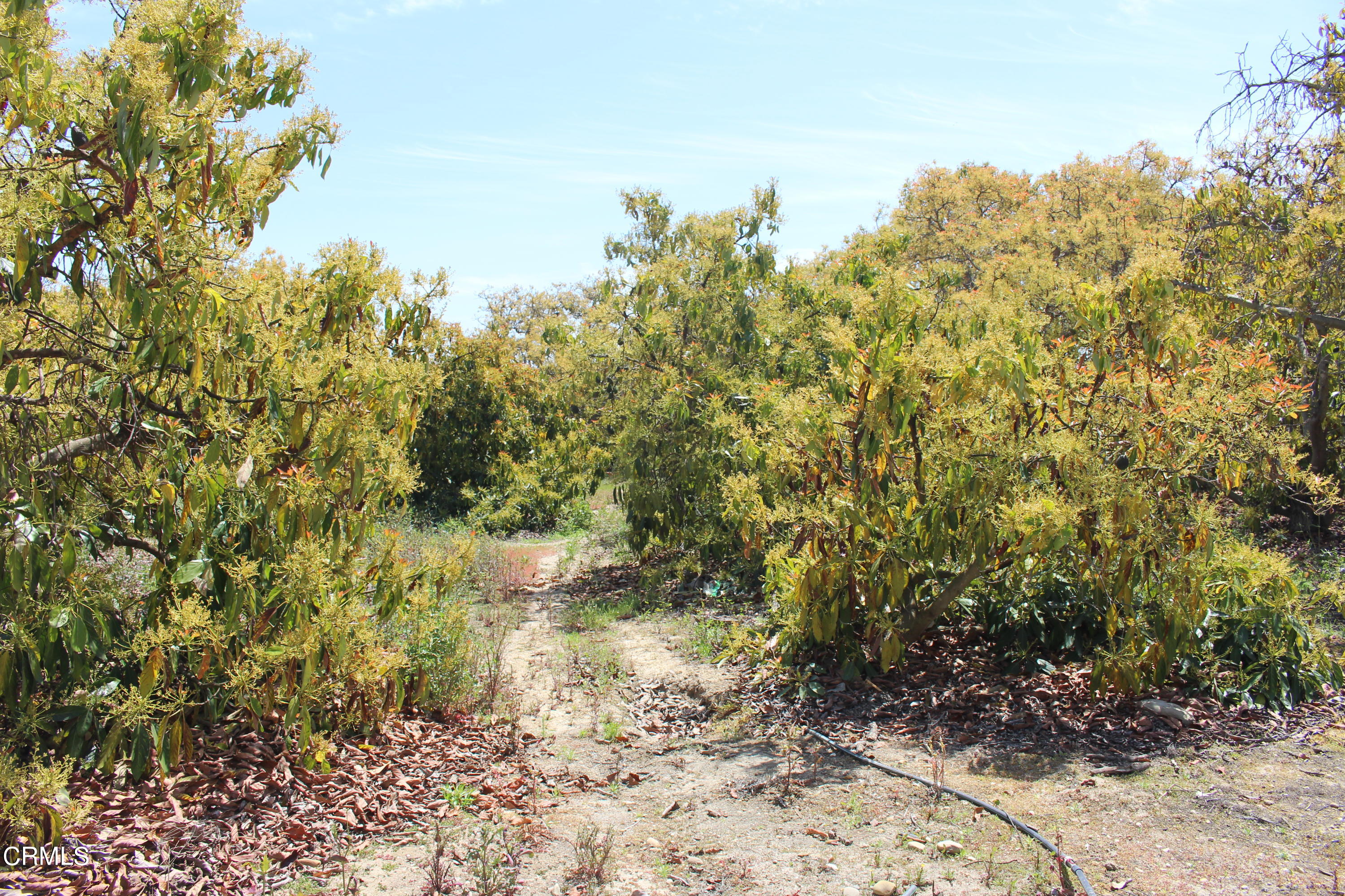 11176 Foothill Road Santa Paula, CA 93060 - Photo 36 of 52 IMG_4963