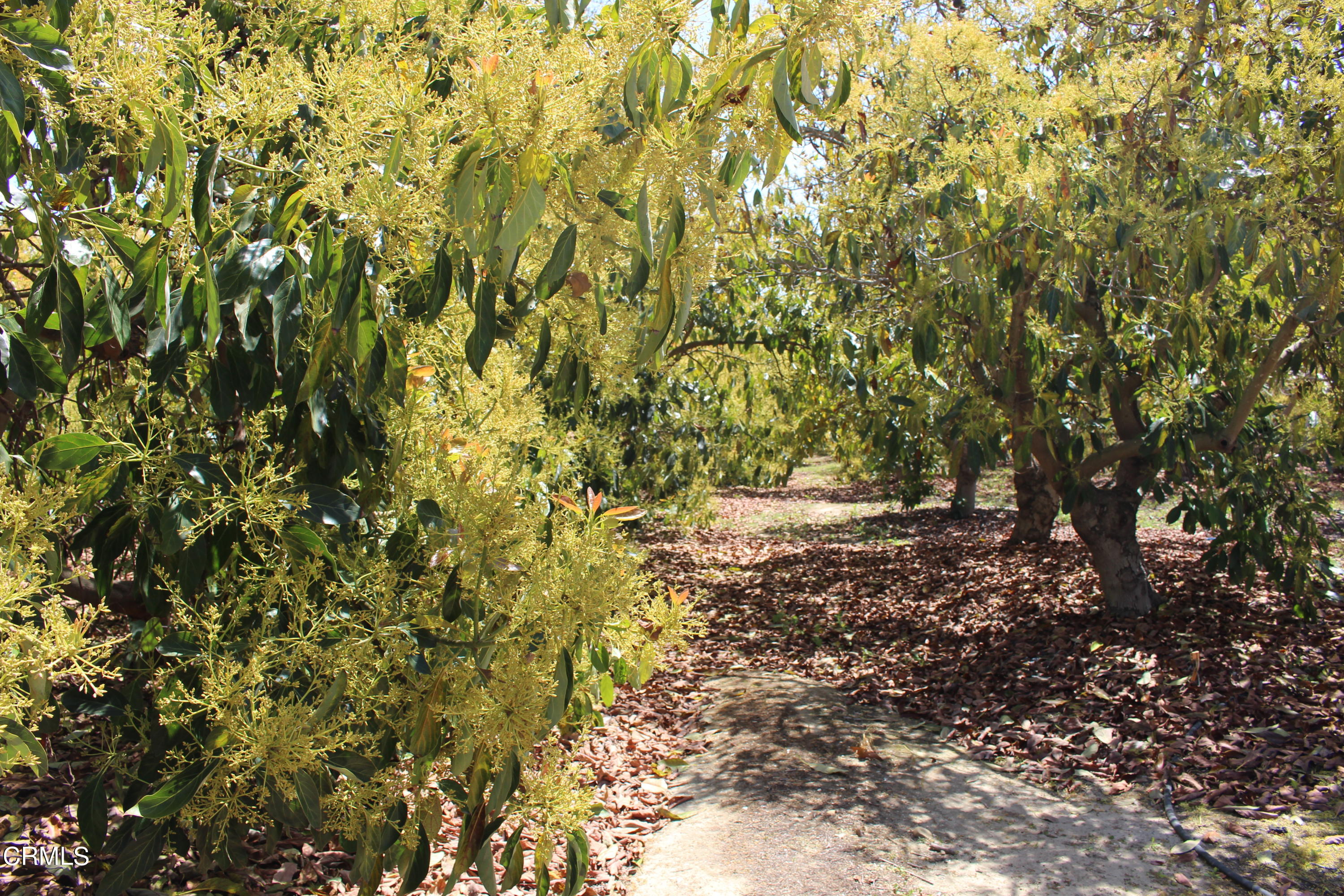 11176 Foothill Road Santa Paula, CA 93060 - Photo 38 of 52 IMG_4965