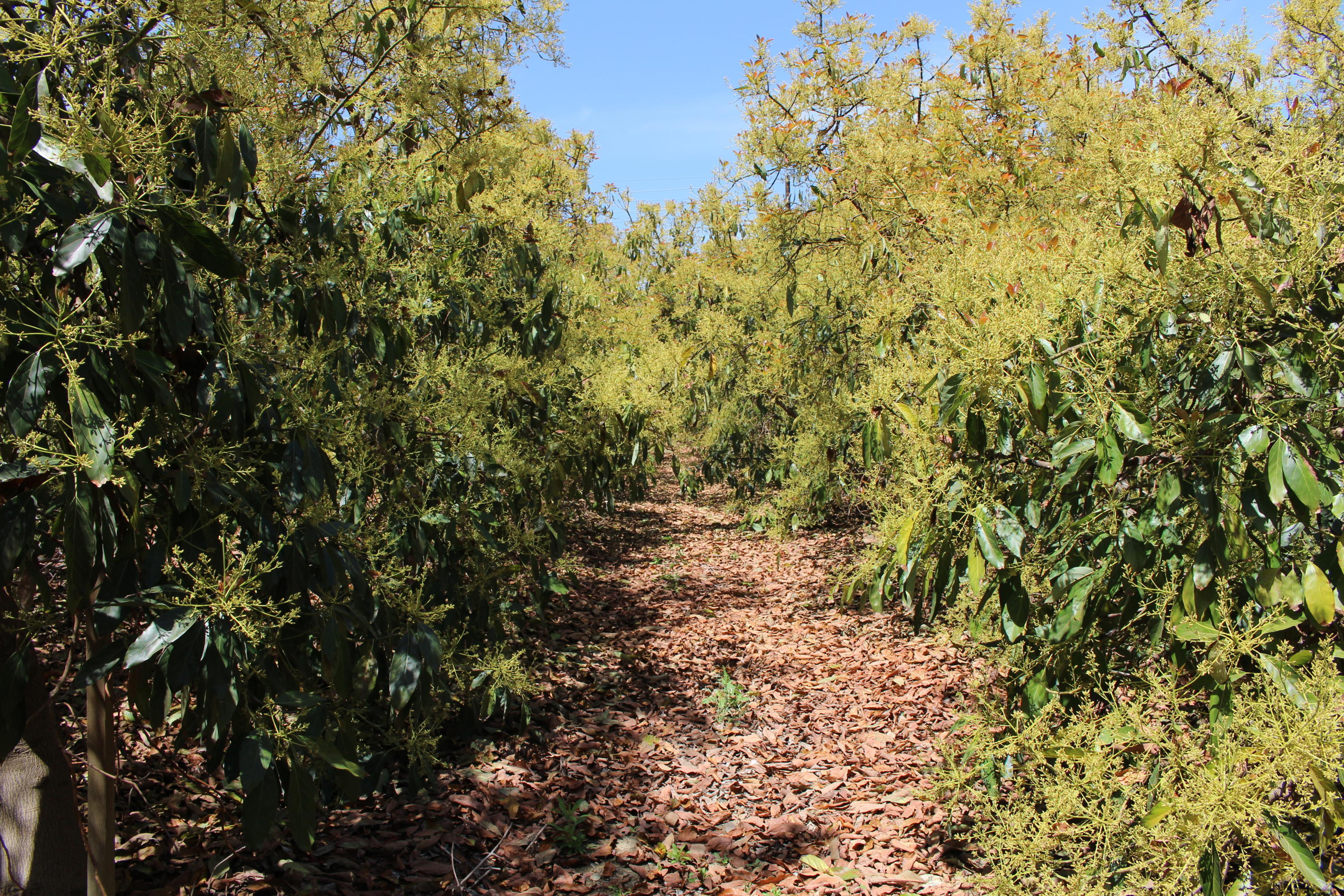 11176 Foothill Road Santa Paula, CA 93060 - Photo 42 of 52 IMG_4970