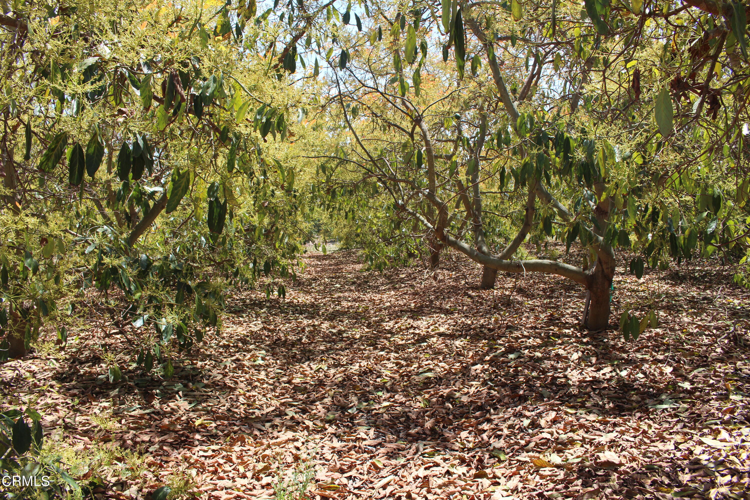 11176 Foothill Road Santa Paula, CA 93060 - Photo 43 of 52 IMG_4971