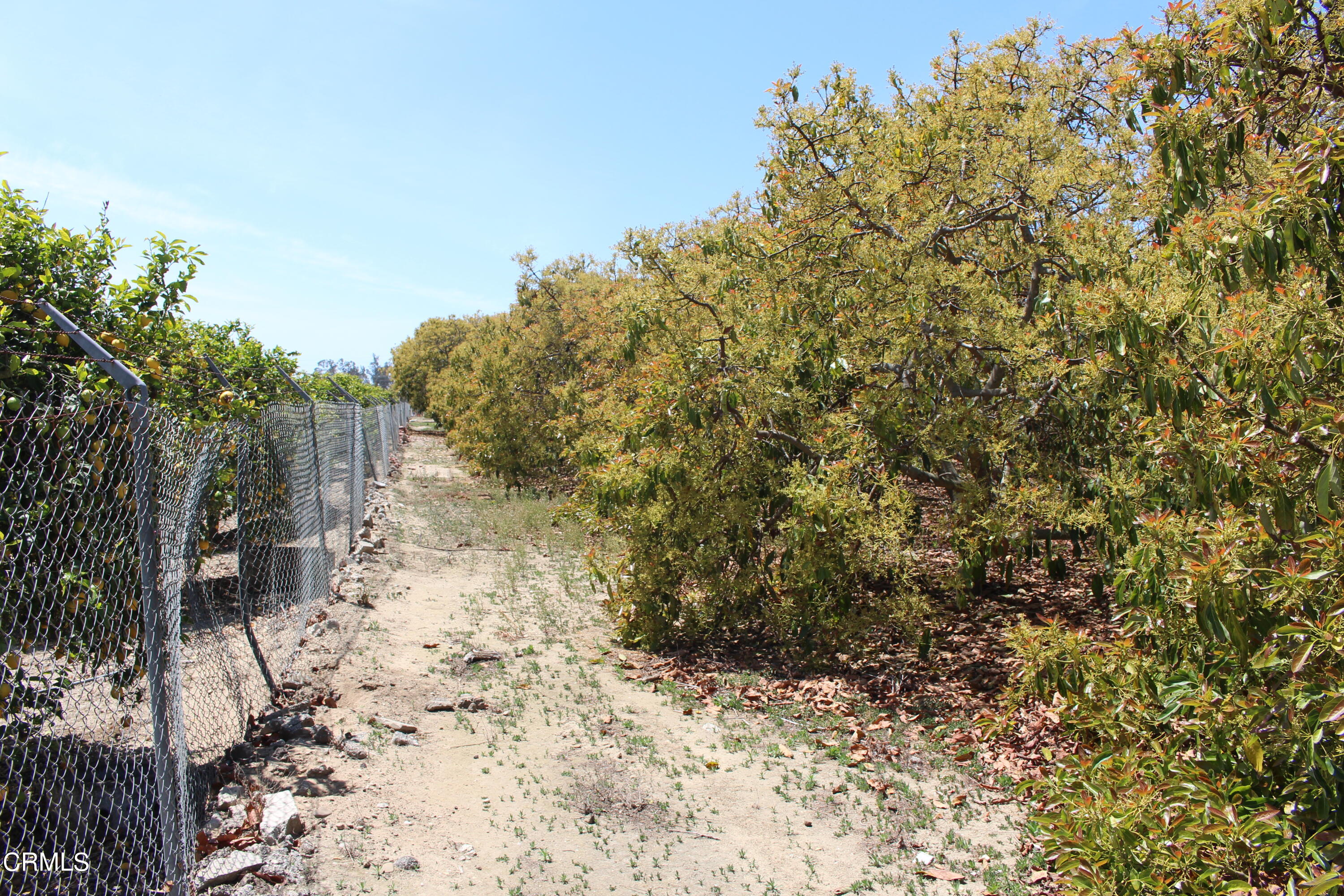 11176 Foothill Road Santa Paula, CA 93060 - Photo 45 of 52 IMG_4973