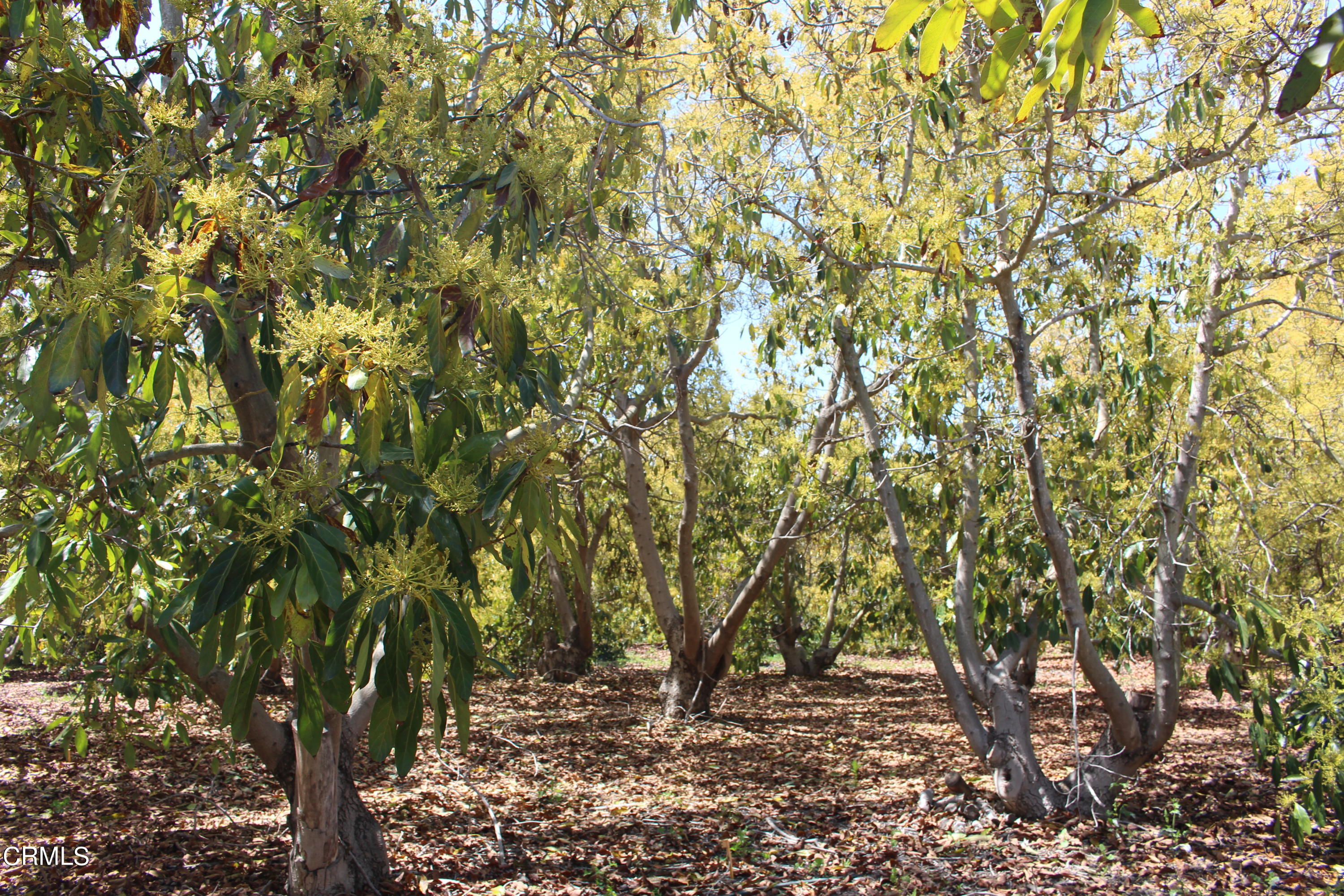 11176 Foothill Road Santa Paula, CA 93060 - Photo 47 of 52 IMG_4976