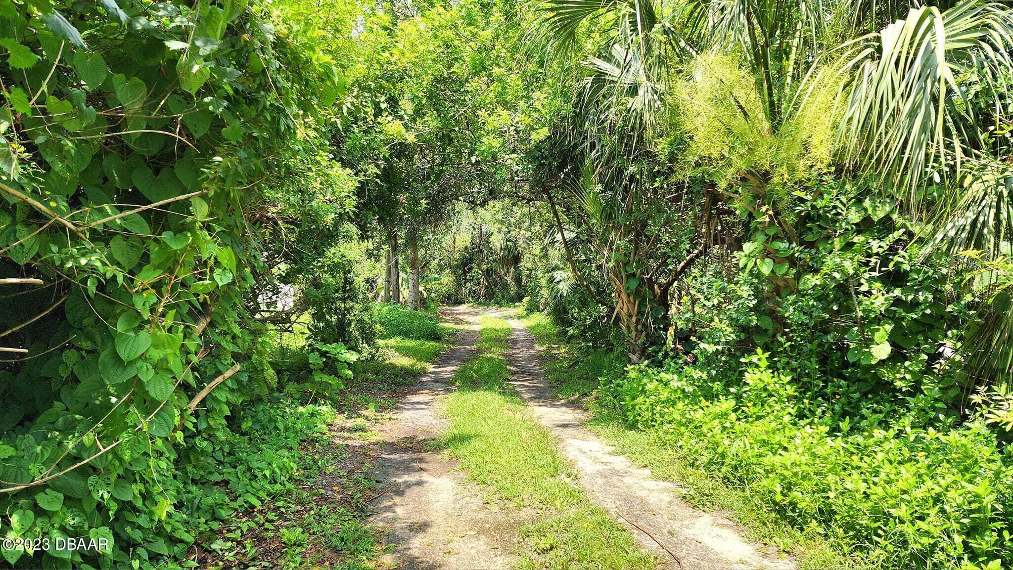 912 North Halifax Drive Ormond Beach, FL 32176 - Photo 3 of 65 a view of a yard with plants and large trees