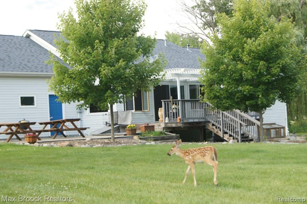 25675 Farmbrook Road Southfield, MI 48034 - Photo 2 of 58 Wonderful wildlife.jpg