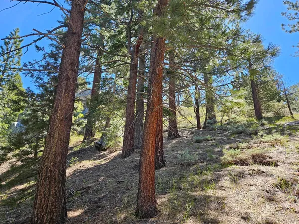 a view of a forest