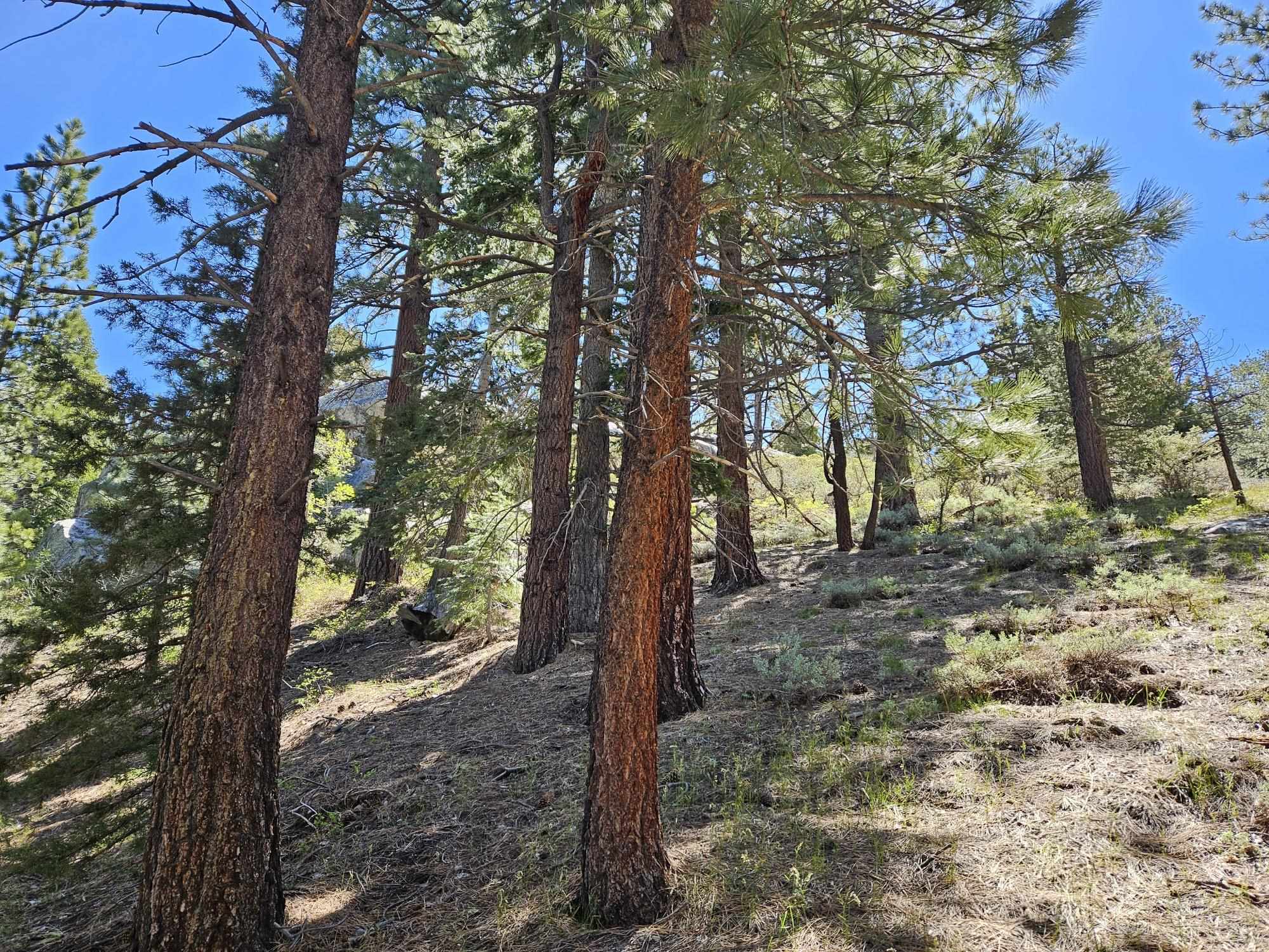 a view of a forest