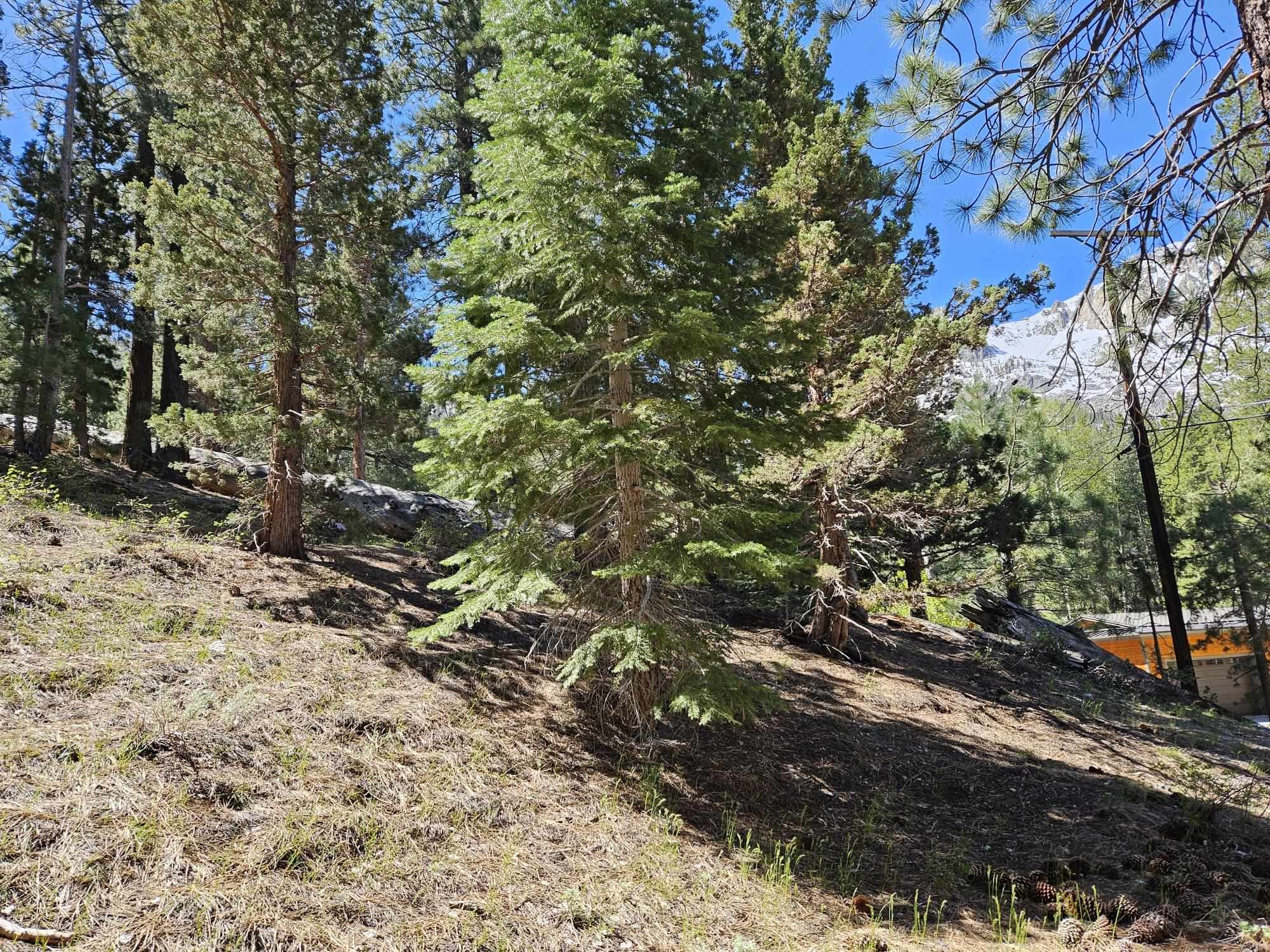 Lot 23 Aspen Road June Lake, CA 93529 - Photo 3 of 10 a backyard of a house with a tree