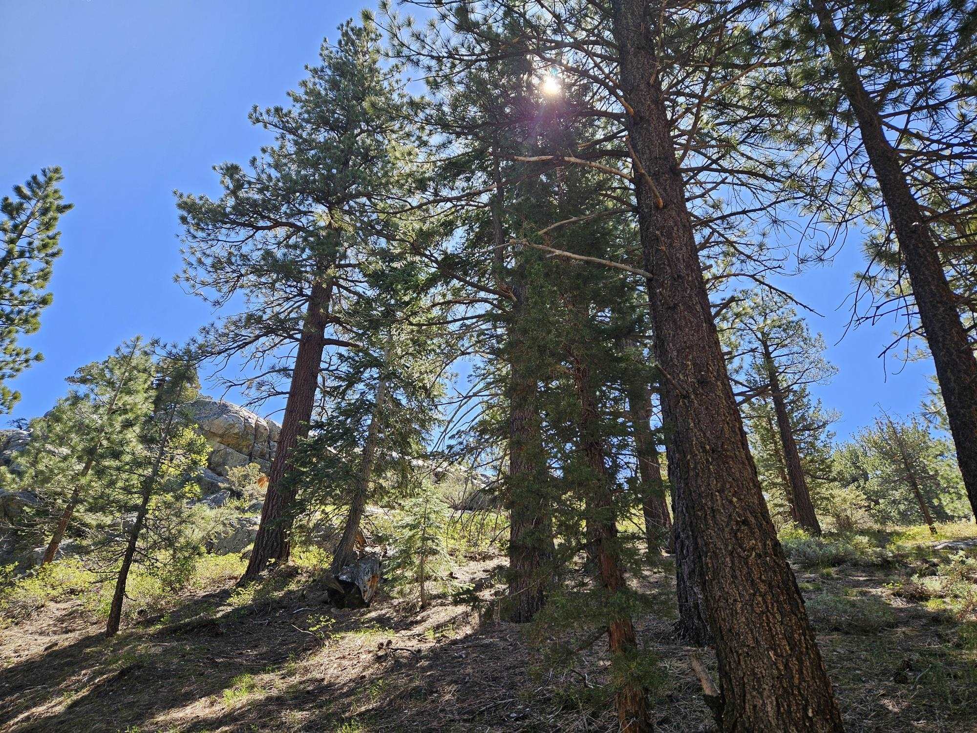 Lot 23 Aspen Road June Lake, CA 93529 - Photo 4 of 10 a view of a tree