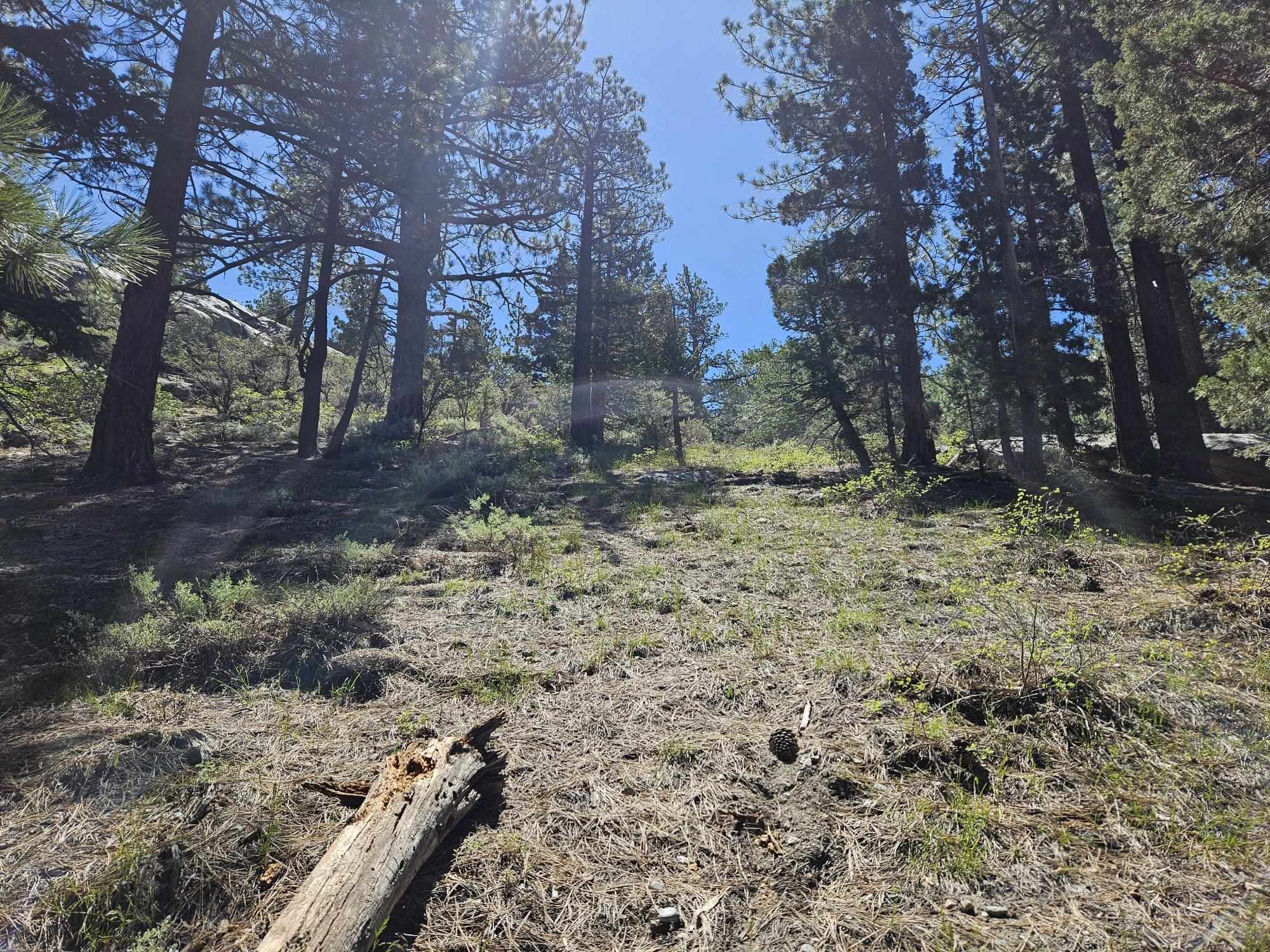 Lot 23 Aspen Road June Lake, CA 93529 - Photo 5 of 10 a view of a yard with a tree