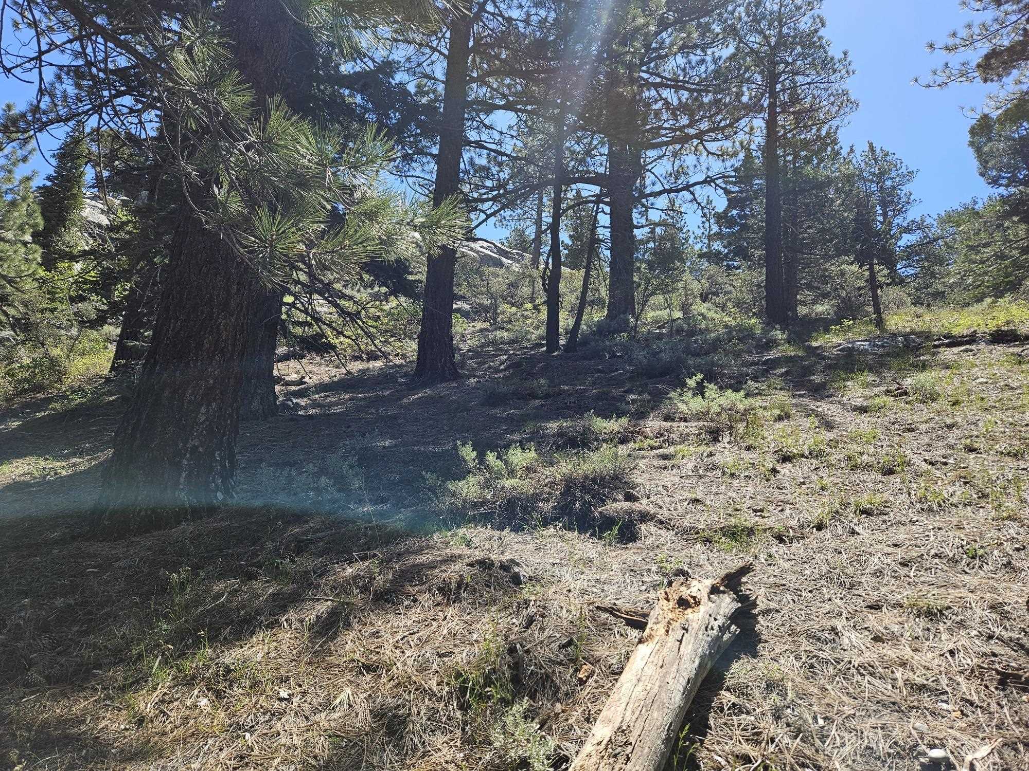 Lot 23 Aspen Road June Lake, CA 93529 - Photo 6 of 10 a view of a yard with trees