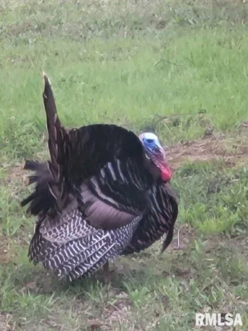 $600,000 | 5504 Marion Road, Metropolis, IL 62960