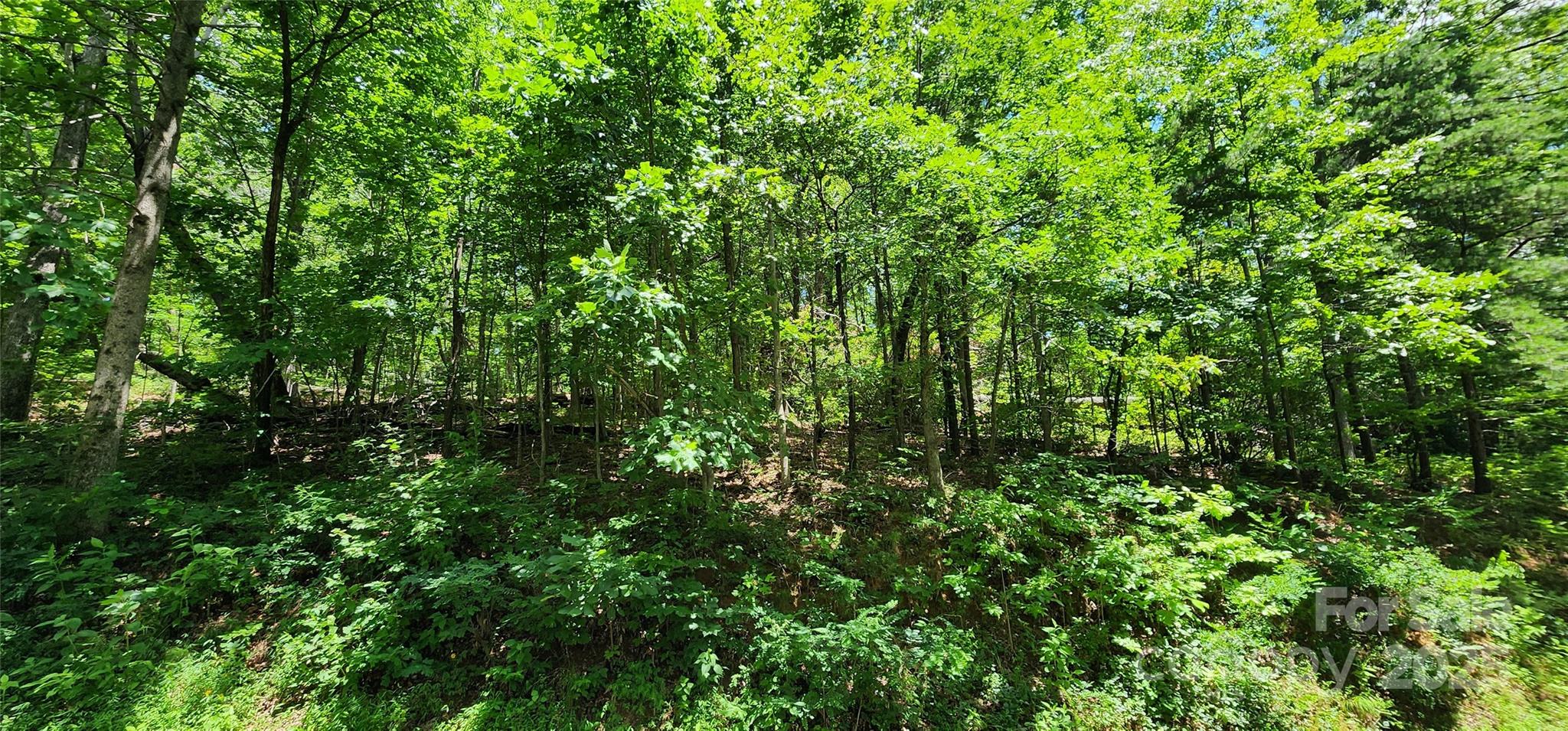 5-lots White Oak Mountain Road Columbus, NC 28722 - Photo 11 of 33 a view of a lush green forest