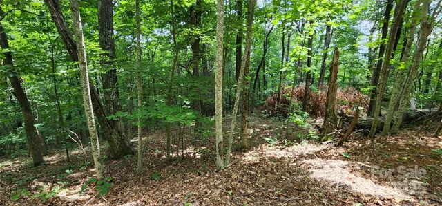 a view of a dirt road with trees in the background
