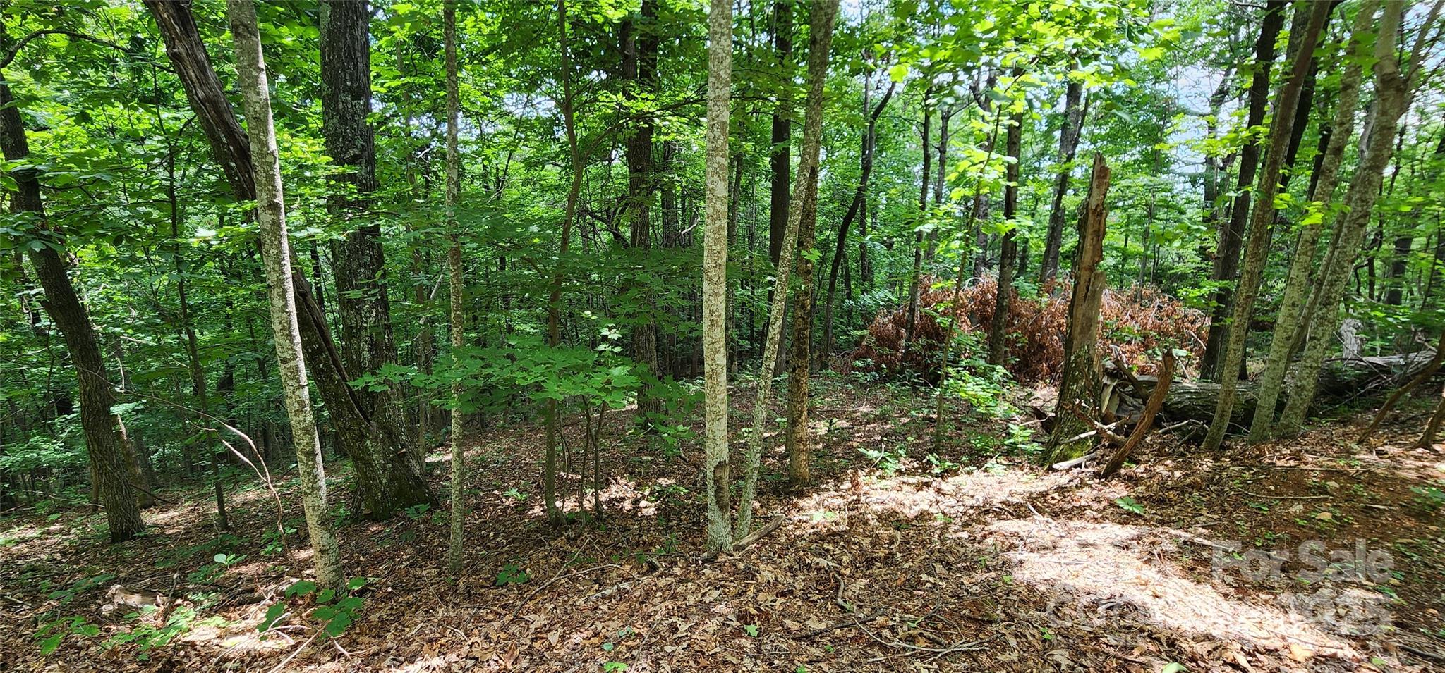 5-lots White Oak Mountain Road Columbus, NC 28722 - Photo 23 of 33 a view of forest