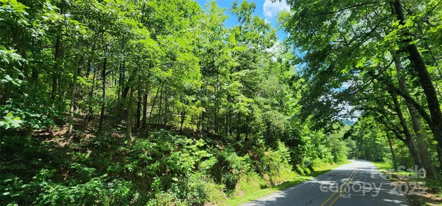 a view of a yard with plants and large trees