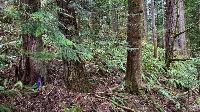 a view of a yard with plants
