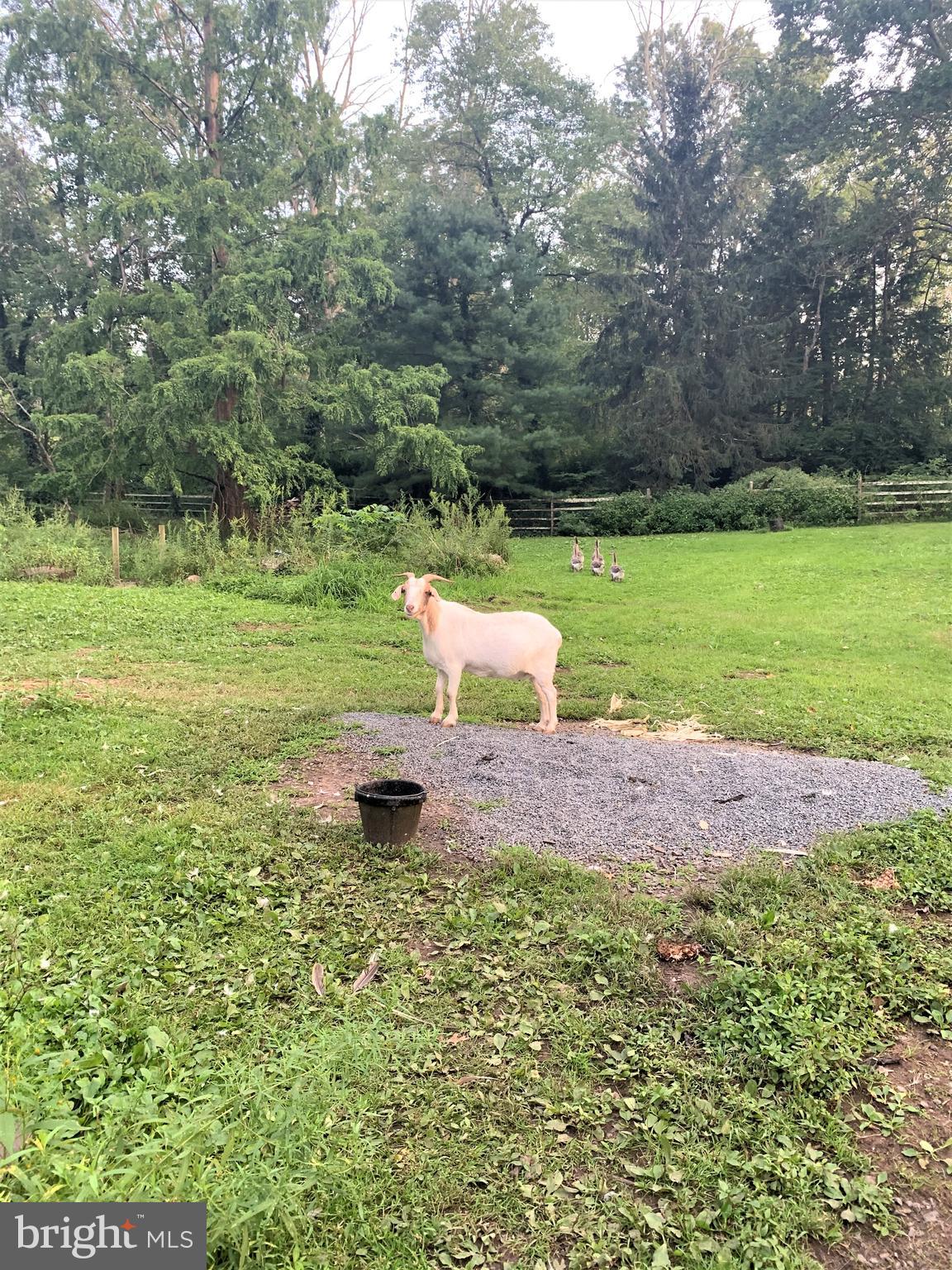 37 Mill Road Birdsboro, PA 19508 - Photo 72 of 72 Pasture