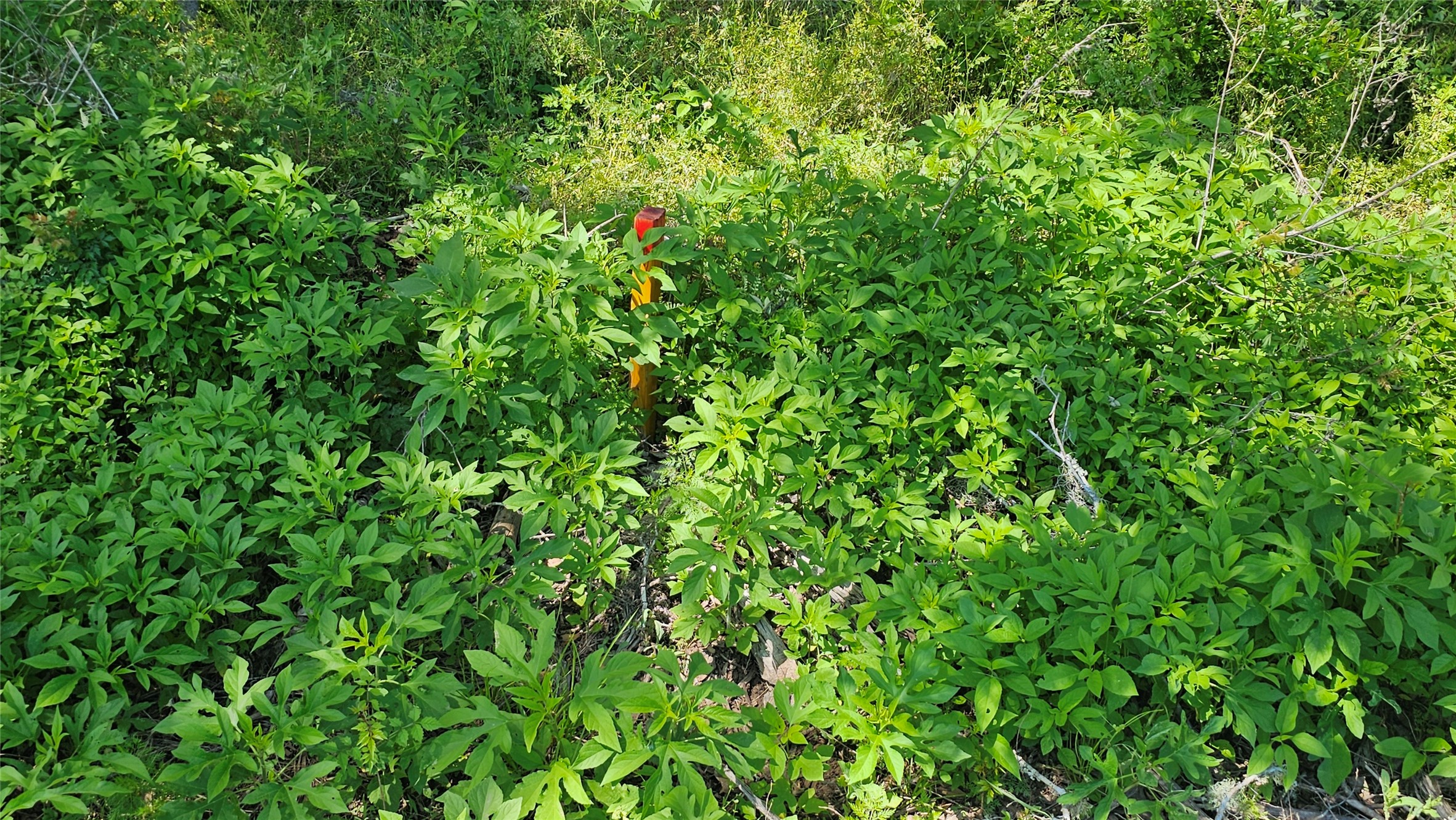 248 Middle Bayou Trail Angleton, TX 77515 - Photo 12 of 18 a view of a plant in a garden