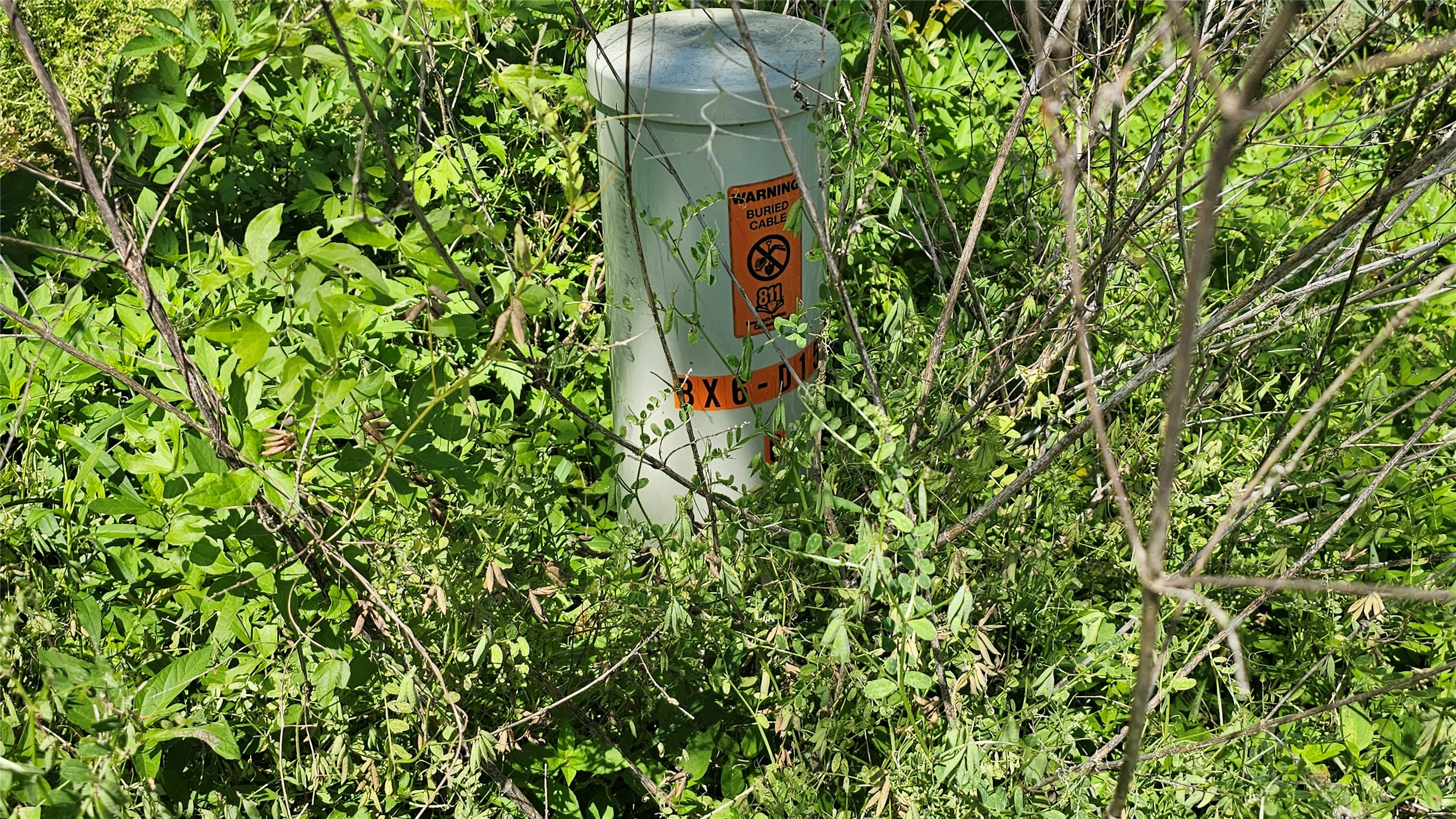 248 Middle Bayou Trail Angleton, TX 77515 - Photo 13 of 18 a close up of a plant
