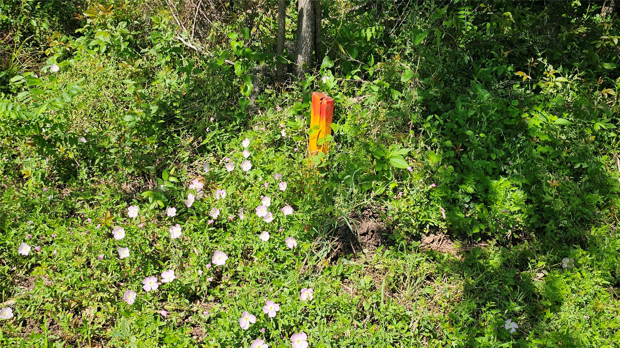 248 Middle Bayou Trail Angleton, TX 77515 - Photo 14 of 18 a view of a tree with a plant