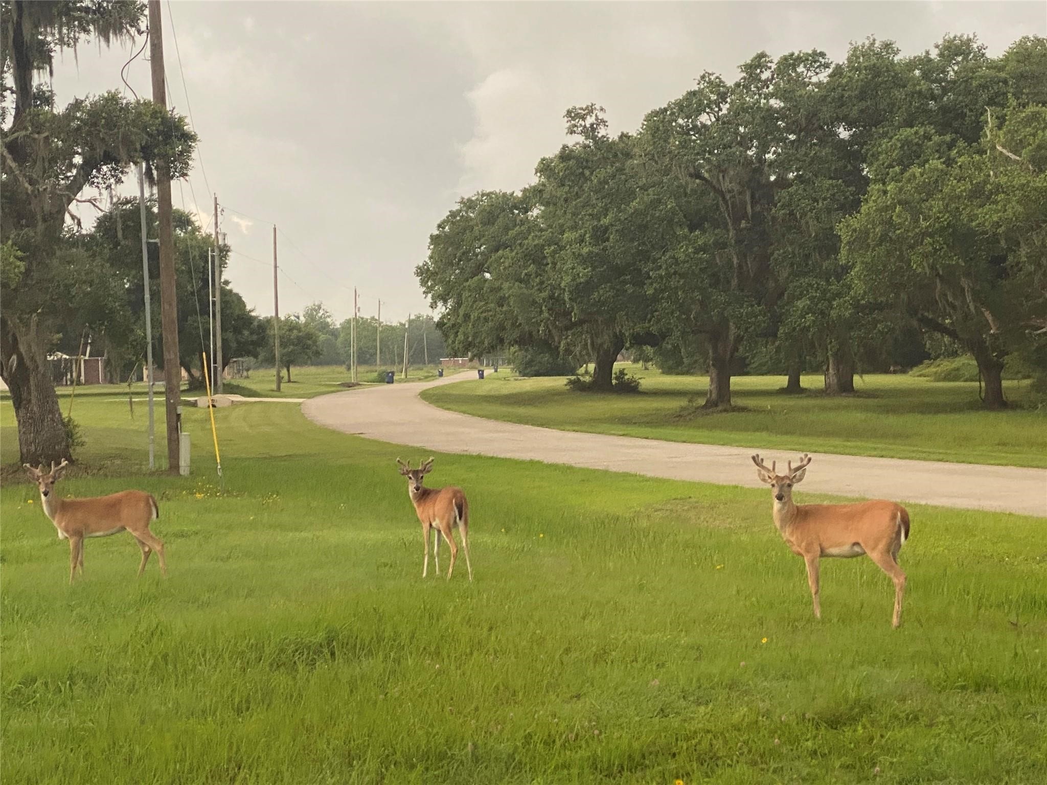 248 Middle Bayou Trail Angleton, TX 77515 - Photo 18 of 18 a view of a golf course