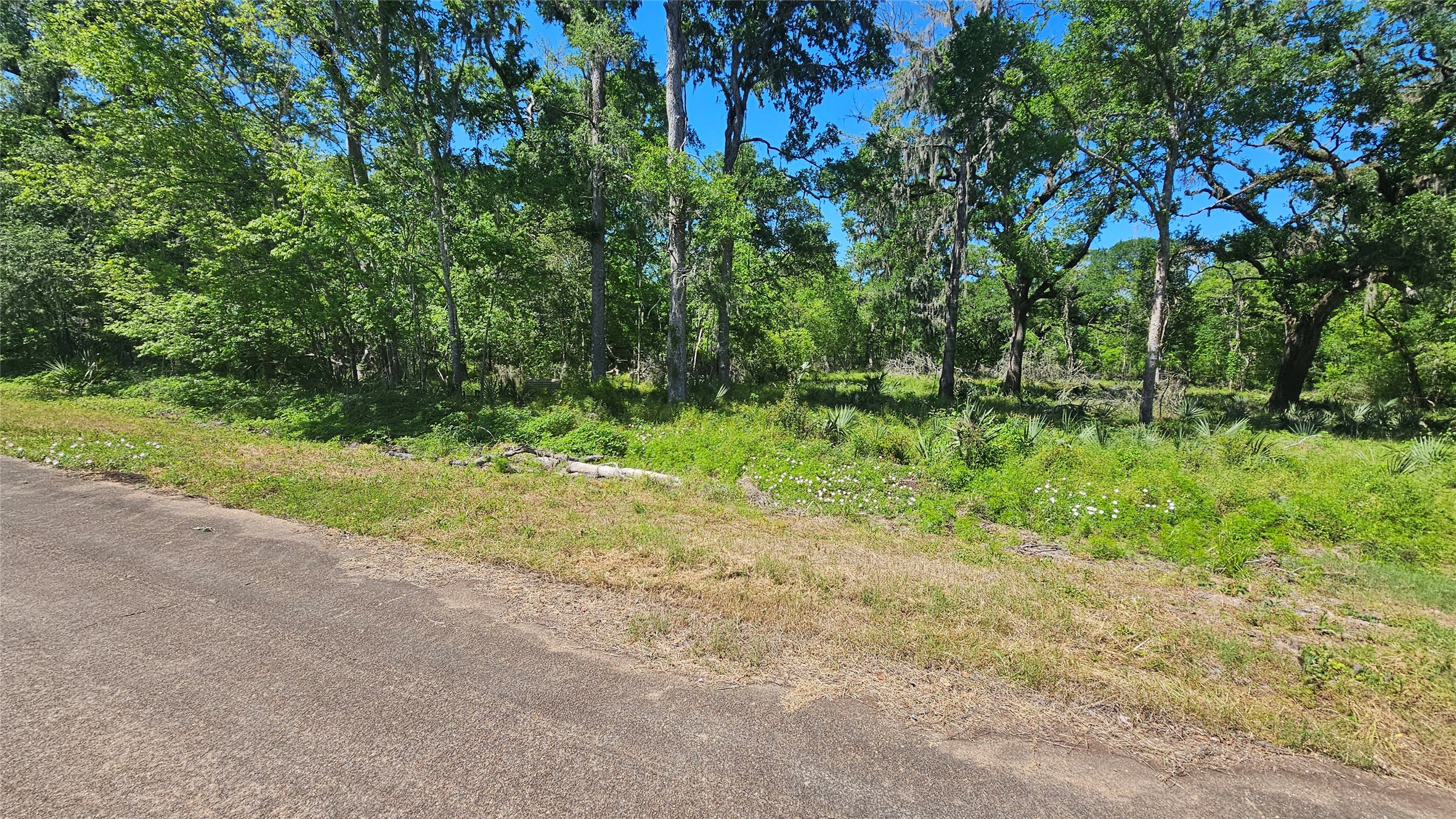 248 Middle Bayou Trail Angleton, TX 77515 - Photo 4 of 18 a view of a yard with a tree