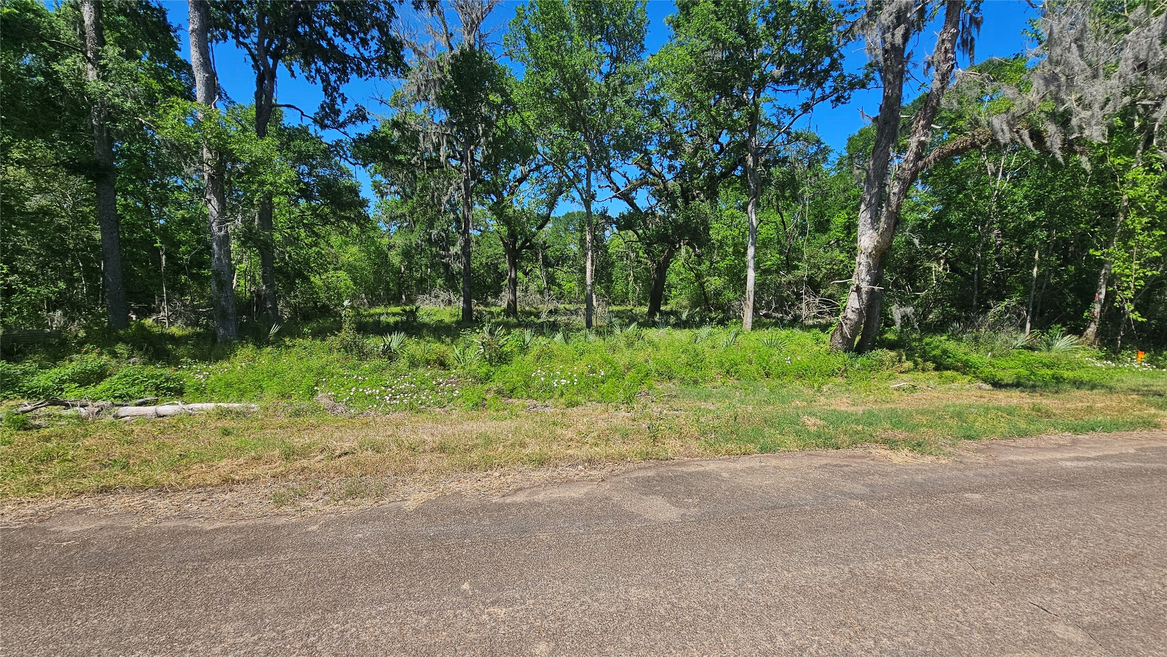 248 Middle Bayou Trail Angleton, TX 77515 - Photo 5 of 18 a view of outdoor space with trees