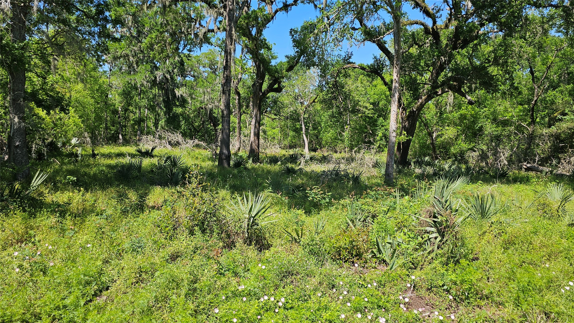 248 Middle Bayou Trail Angleton, TX 77515 - Photo 6 of 18
