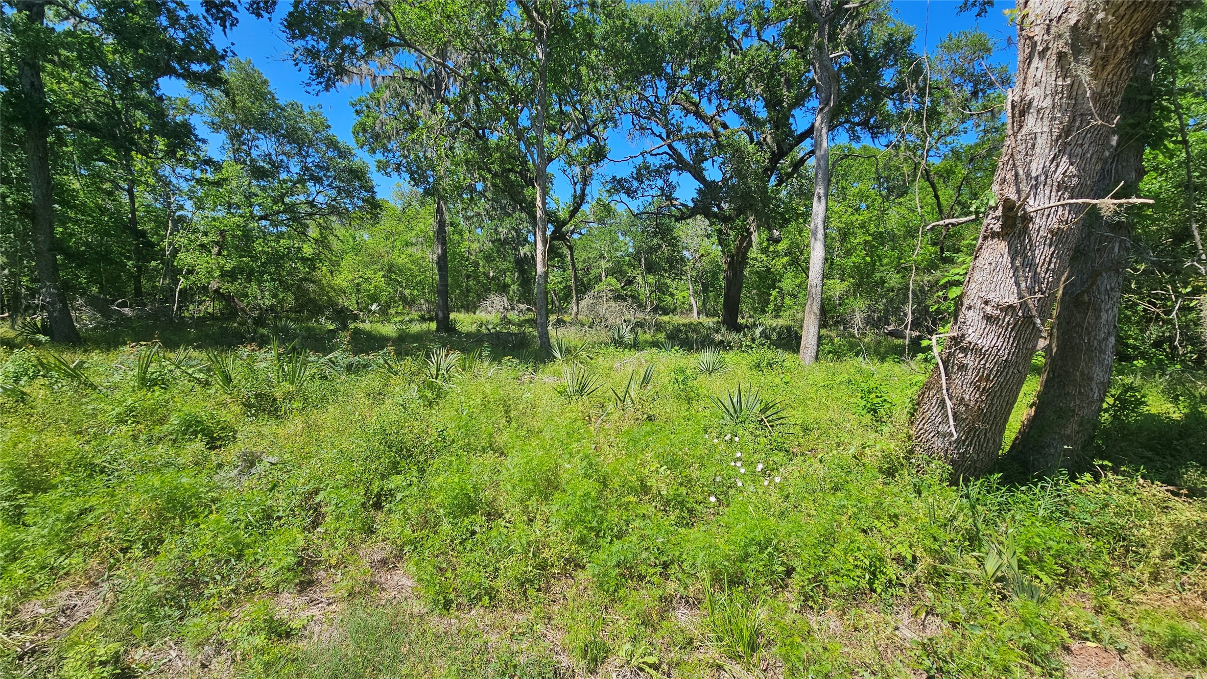 248 Middle Bayou Trail Angleton, TX 77515 - Photo 7 of 18 a backyard of a house with lots of green space